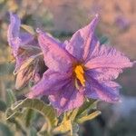 Solanum elaeagnifolium Cvet