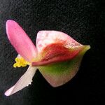 Begonia dioica Blüte