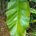 Anthurium hookeri Feuille