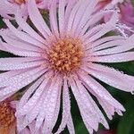 Symphyotrichum novae-angliae (Blüte)