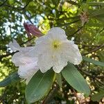 Rhododendron decorum Flor