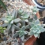 Dudleya greenei 叶