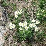 Anemonastrum narcissiflorum Habit