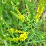 Melilotus indicus 形態