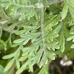 Lavandula multifida Blatt