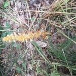 Orobanche flava Flower