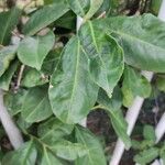 Prunus laurocerasus Φύλλο