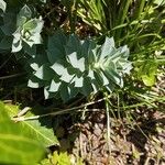 Euphorbia myrsinites Leaf