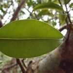 Calophyllum tacamahaca Leaf