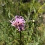 Cheirolophus intybaceus Flower