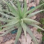 Aloe gariepensis Leaf