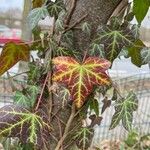 Hedera hibernica 葉