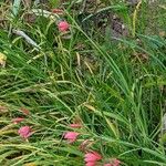 Hesperantha coccinea Pokrój