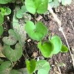 Dichondra carolinensis Feuille