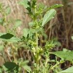 Amaranthus albus Květ