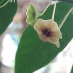 Sauropus androgynus Blüte