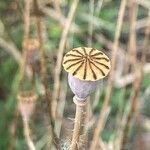 Papaver rhoeas Fruit