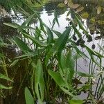 Sagittaria latifoliaFulla