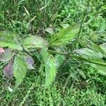 Verbena urticifolia Лист