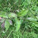 Verbena urticifolia Liść