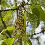 Quercus acutissima ফুল