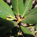 Rhododendron taliense Leaf