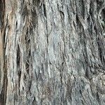 Eucalyptus gomphocephala Bark