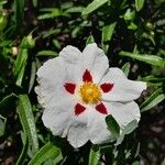 Cistus ladanifer 花