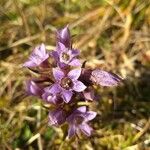 Gentianella lutescens Flower