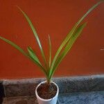 Crinum viviparum Leaf