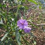 Solanum aviculare Floro