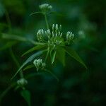 Chromolaena odorata Flor