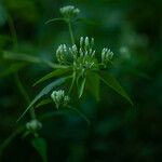 Chromolaena odorata Floare