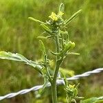 Sisymbrium officinale Hábito