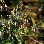 Campanula divaricata 整株植物