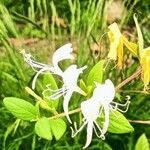 Lonicera japonicaപുഷ്പം