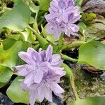 Pontederia crassipes Цвят