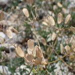 Heracleum pumilum Mbuma