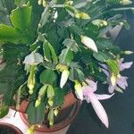 Schlumbergera truncata 整株植物