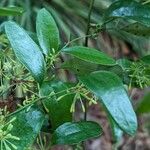 Smilax auriculata Folio