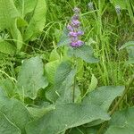 Phlomoides oreophila Leaf