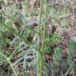 Falcaria vulgaris Leaf