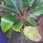 Aglaonema commutatum Folha