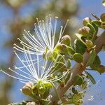 Maerua crassifolia Blüte