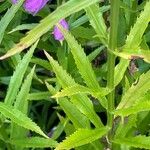 Physostegia virginiana Blatt