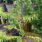 Cephalotaxus fortunei Leaf