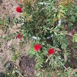Melaleuca rugulosa Habit