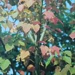 Acer davidii Feuille