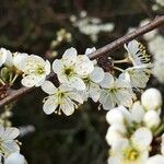 Prunus spinosa Kvet