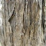 Leptospermum laevigatum Bark